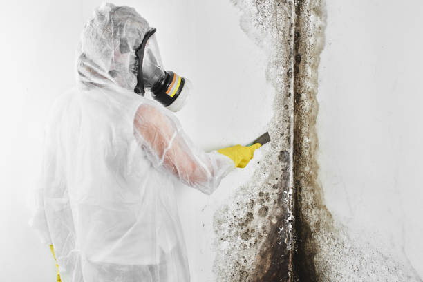 Best Attic Mold Removal  in Holloman Af, NM