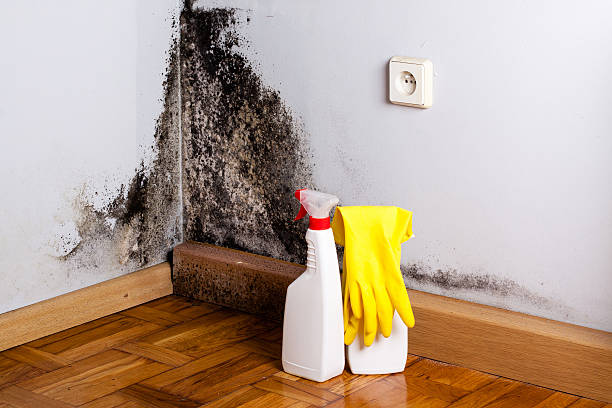Best Crawl Space Mold Removal  in Holloman Af, NM
