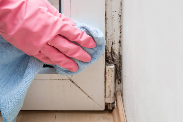 Best Professional Mold Removal  in Holloman Af, NM